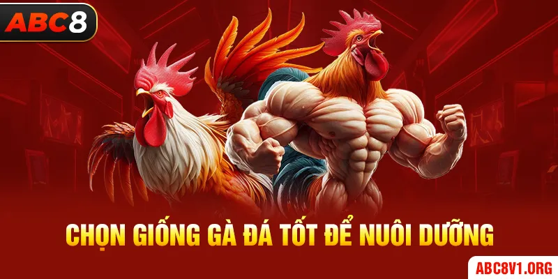 Chọn Giống Gà Đá Tốt Để Nuôi Dưỡng