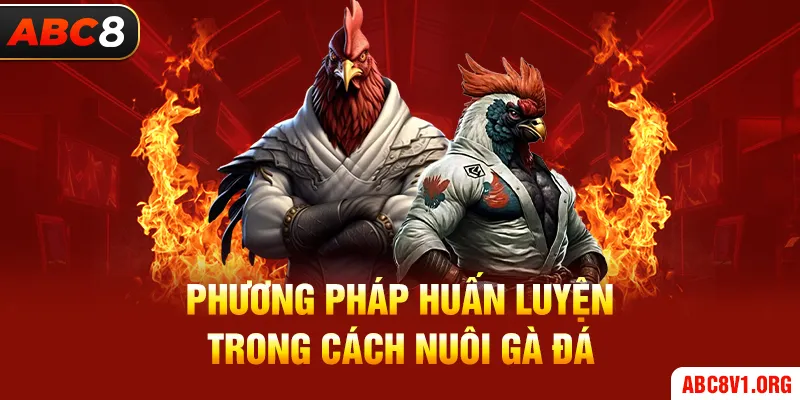 Phương Pháp Huấn Luyện Trong Cách Nuôi Gà Đá