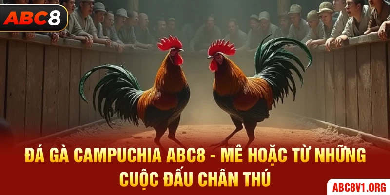 Đá Gà Campuchia ABC8 - Mê Hoặc Từ Những Cuộc Đấu Chân Thú